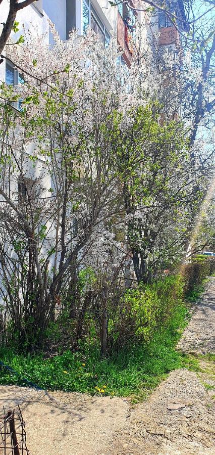 Nordapartament Σουκεάβα Εξωτερικό φωτογραφία